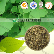 100% Pure Natural Herb Medicine Ginkgo Leaf Yin Xing Ye